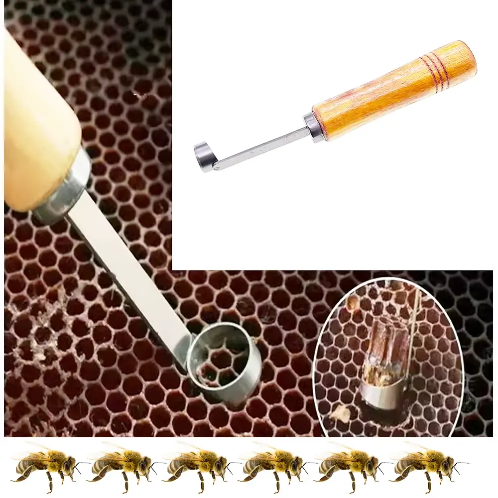 Ferramenta Apícola para Criação de Rainhas sem Enxertia — Coletor de Larvas e Ovos com Cabo de Madeira - Bee